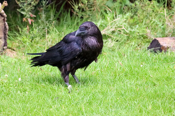 Raven (Corvus corax) during a raptor show