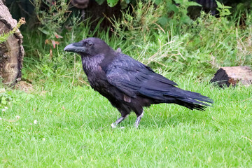 Raven (Corvus corax) during a raptor show
