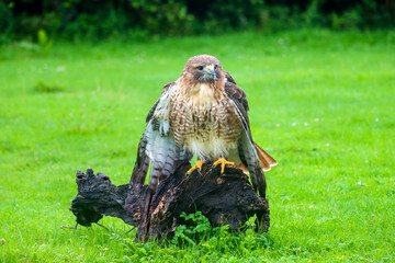 The red-tailed hawk (Buteo jamaicensis) during a raptor show