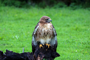 The red-tailed hawk (Buteo jamaicensis) during a raptor show