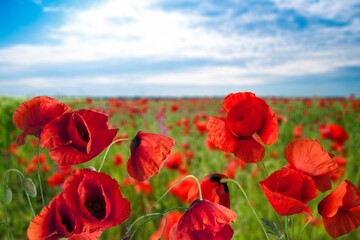 Red fresh poppy flowers. Remembrance Day concept
