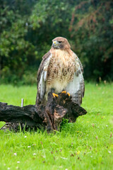 The red-tailed hawk (Buteo jamaicensis) during a raptor show