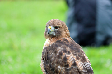 The red-tailed hawk (Buteo jamaicensis) during a raptor show