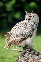 European eagle owl during a bird of prey show