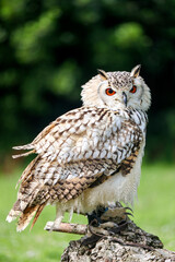 European eagle owl during a bird of prey show