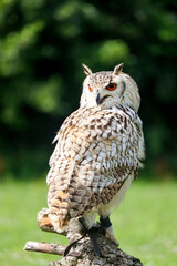 European eagle owl during a bird of prey show