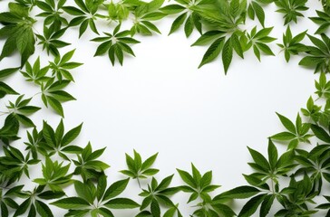 green leaf background on a white background,