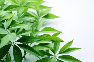 Fototapeta na wymiar green leaf background on a white background,