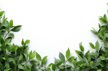 green leaf background on a white background,