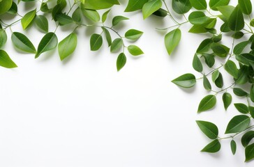 Obraz premium green leaf background on a white background,
