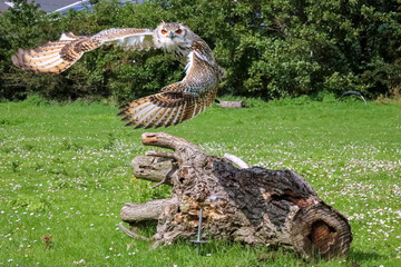 European eagle owl during a bird of prey show