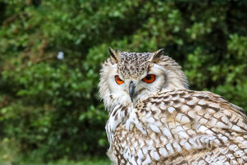 European eagle owl during a bird of prey show