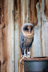Barn owl eats a hamster on a milk can at raptor farm