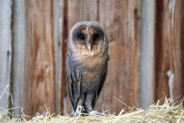 Barn owl eats a hamster on a milk can at raptor farm