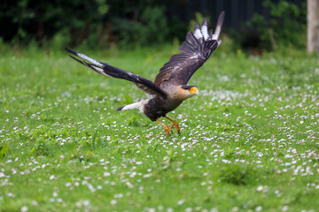 crested caracara (Caracara plancus) also known as the Mexican eagle