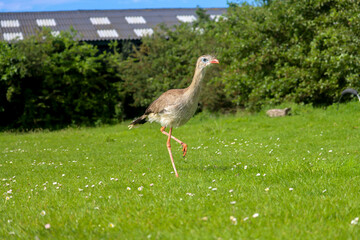 The red-legged seriema (Cariama cristata) also known as the crested cariama