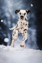 Dalmatian running in snow
