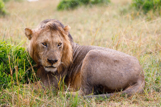 A photo of a beautiful male lion siting in rain in Masai Mara.