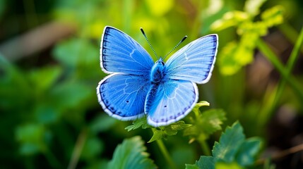 A stunning macro photograph of a stunning blue adonis butterfly perched on grass foliage with a natural surface.