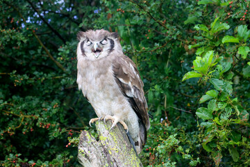 Verreaux's eagle-owl (Ketupa lactea), also commonly known as the milky eagle owl or giant eagle owl in the Netherlands