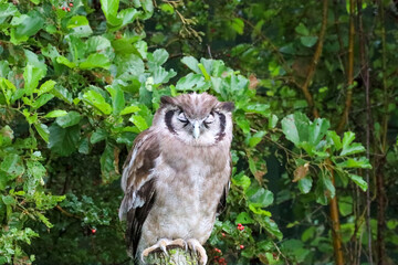 Verreaux's eagle-owl (Ketupa lactea), also commonly known as the milky eagle owl or giant eagle owl in the Netherlands