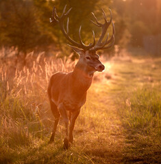 Noble deer with majestic antlers in serene nature
- 688167051