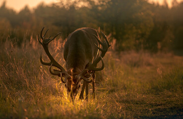 Noble deer with majestic antlers in serene nature
- 688167056