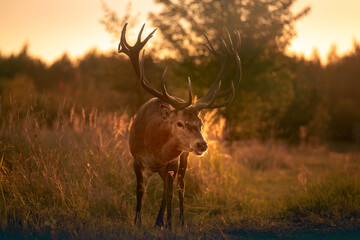 Noble deer with majestic antlers in serene nature
- 688167082