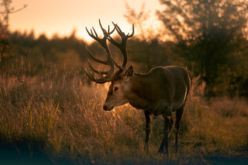 Noble deer with majestic antlers in serene nature
- 688167083