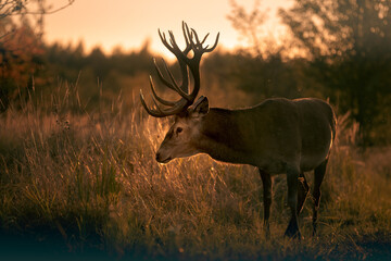 Noble deer with majestic antlers in serene nature
- 688167086
