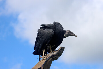 Black vulture during a raptor show