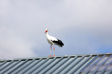 Stork is nearby during a raptor show