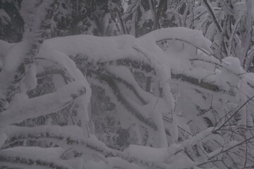 Winterwald mit Tannen und viel Schnee
