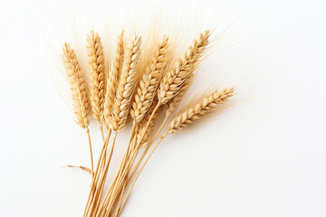 ears of wheat on isolated white background