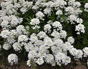 Iberis with white flowers grows in a flower bed