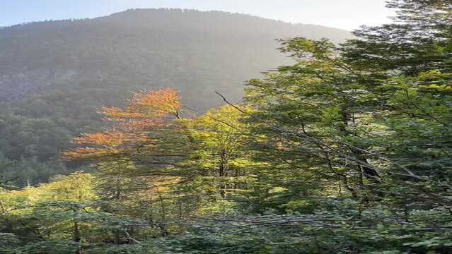 Autumn leaves, mountain in the background in Austria