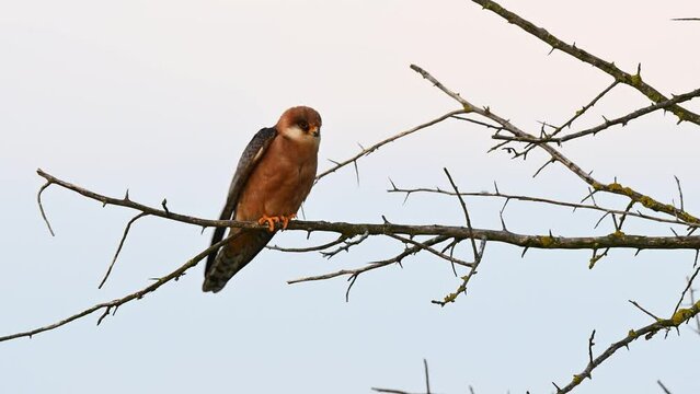 Red footed hawk Falco vespertinus in natural environment.