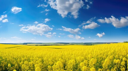 Obraz premium breathtaking beauty of a blooming field with vivid yellow colza rapeseed flowers against a vibrant blue sky.