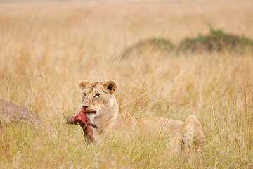 A subadult lion with baby warthog kill in open savannah in Masai Mara