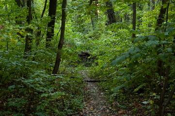 Early autumn background: green forest and fallen autumn leaves