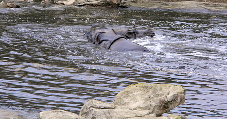 Baignade de 2 hippopotames