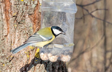 great spotted woodpecker on a branch
