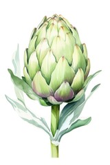Organic and Healthy Artichoke Watercolor Illustration Isolated on White Background
