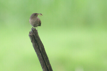 The Winged Grace: Portrait of a 'Ratona', Troglodytes aedon, Bird from Horco Molle