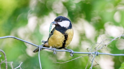 a bird