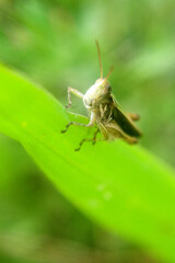 The Silent Majesty: Portrait of a Grasshopper in Horco Molle