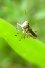 The Silent Majesty: Portrait of a Grasshopper in Horco Molle