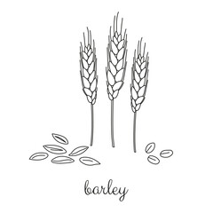 Hand drawn cereal barley plant and grains.