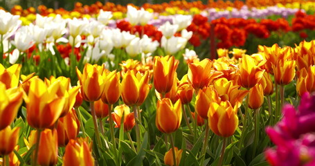 Obraz premium tulips on agruiculture field holland