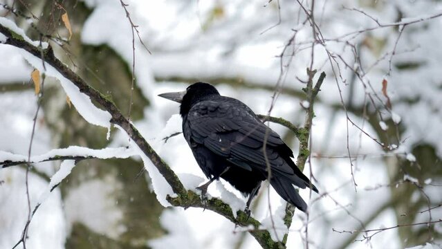 Raven close up. Black raven sitting on tree. Corvus corax. Bird in winter.